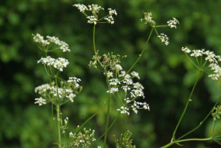 Anthriscus sylvestrisFluitekruid bestellen